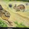 Brown Hare Common Rabbit Wall Chart Poster by Jung Koch Quentell, Image 3