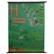 Quentell Freshwater Algae Plants Maritime Decoration by Pull-Down Wall Chart 1