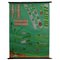 Quentell Freshwater Algae Plants Maritime Decoration by Pull-Down Wall Chart, Image 1