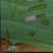 Quentell Süßwasser Algen Pflanzen maritimen Dekoration von Pull-Down Wandkarte 5