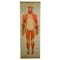 Antique Human Musculature Foldable Anatomical Wall Chart 1