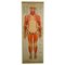 Antique Human Musculature Foldable Anatomical Wall Chart, Image 1