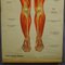 Antike Anatomie Lehrtafel über Menschliche Muskulatur 4