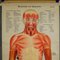 Antike Anatomie Lehrtafel über Menschliche Muskulatur 2