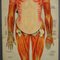 Antike Anatomie Lehrtafel über Menschliche Muskulatur 3