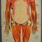 Antique Human Musculature Foldable Anatomical Wall Chart, Image 3