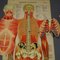 Antike Anatomie Lehrtafel über Menschliche Muskulatur 7