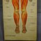 Menschliche Muskulatur Faltbare Anatomie Wandkarte 4