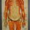 Menschliche Muskulatur Faltbare Anatomie Wandkarte 3
