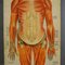 Tableau Mural Anatomique Pliable de la Musculature Humaine 3