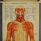 Tableau Mural Anatomique Pliable de la Musculature Humaine 2