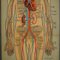 Menschliche Lymphgefäße und Blutgefäße Anatomie Wandkarte 3