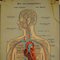 Menschliche Lymphgefäße und Blutgefäße Anatomie Wandkarte 2