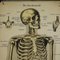 Antique Human Skeleton Anatomical Wall Chart 2