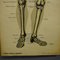 Stampa anatomica antica di scheletro umano, Immagine 4