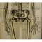 Antique Human Skeleton Anatomical Wall Chart 3