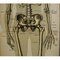 Póster anatómico de esqueleto humano antiguo, Imagen 3