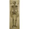 Stampa anatomica antica di scheletro umano, Immagine 1