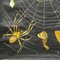 Vintage Kreuzspinne Araneus Marmoreus Wandkarte von Jung Koch Quentell 5