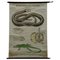 Vintage Skelett von Reptilien Schlange Eidechse Schildkröte Krokodil Pull-Down Lehrtafel 1