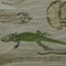 Tableau Mural Déroulant Squelette de Reptiles Serpent Lézard Tortue Crocodile Vintage 5