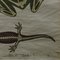 Vintage Swedish Skeletons Anatomy of Amphibians Pull-Down Wall Chart 5