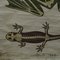 Vintage schwedische Skelette Anatomie von Amphibien Pull-Down Lehrtafel 4