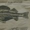 Vintage Swedish Black and White Skeleton of a Fish Rollable Wall Chart 3