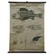 Vintage Swedish Black and White Skeleton of a Fish Rollable Wall Chart, Image 1