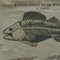 Affiche Murale Squelette d'un Poisson Vintage en Noir et Blanc 2