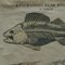 Vintage Swedish Black and White Skeleton of a Fish Rollable Wall Chart 2
