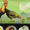 Affiche Murale Déroulable Poulet Style Country Vintage par Jung Koch Quentell 3