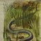 Póster vintage de serpiente de hierba, Imagen 5