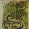 Vintage Adder / Grass Snake Pull Down Wall Chart 5