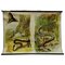 Vintage Adder / Grass Snake Pull Down Wall Chart 1