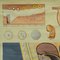 Vintage Prenatal Development Medical Pull Down Wall Chart 2