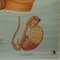 Vintage Male Pelvic Organs Medical Poster Pull Down Wall Chart 6
