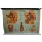 Vintage Male Pelvic Organs Medical Poster Pull Down Wall Chart 1