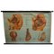 Vintage Male Pelvic Organs Medical Poster Pull Down Wall Chart, Image 1