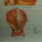 Vintage Male Pelvic Organs Medical Poster Pull Down Wall Chart 4