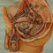 Poster medico vintage di organi pelvici maschili, Immagine 3