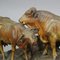 Large Swiss Carved Bull and Cow Group by Johann Huggler, 1870s, Set of 2 6