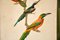 Viktorianische ornithologische Lithographien, gerahmt, 4er Set 10