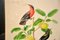 Viktorianische ornithologische Lithographien, gerahmt, 4er Set 11