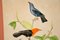 Lithographies Ornithologiques Victoriennes, Encadrées, Set de 4 7