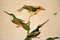 Lithographies Ornithologiques Victoriennes, Encadrées, Set de 4 9
