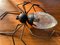 Italian Handmade Lucky Charm Spider Sconce from Rossini Illuminazione, 1960s 2
