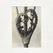 Karl Blossfeldt, Black & White Flower, 1942, Fotograbado, Imagen 4