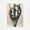 Karl Blossfeldt, Fleur Noire et Blanche, 1942, Photogravure 4