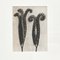 Karl Blossfeldt, Black & White Flowers, 1942, Etchings, Framed, Set of 9 4